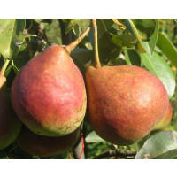 Pyrus communis ´Dicolor´ / Hrušeň zimní, hr.planá