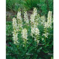 Dictamnus albus ´Albiflorus´ / Třemdava bílá , K9