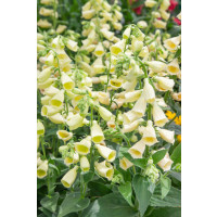Digitalis grandiflora / Náprstník velkokvětý, C1