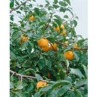Diospyros kaki ´Jiro´/ Tomel japonský / Hurmi kaki, sem, špič., C2