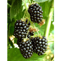 Rubus fruticosus ´Dirksen´ / Beztrnná ostružina, 60/80, K12