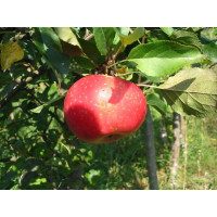 Malus domestica ´Discovery´ / Jabloň letní, M9