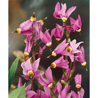 Dodecatheon meadia / Boží květ zahradní, K9