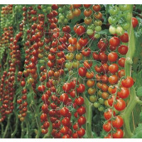 Rajče cherry Dolce Vita F1, přirozeně rezistentní, roubovaná rostlina, K12