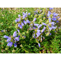 Dracocephalum argunense 'Fuji Blue' / včelník , K9