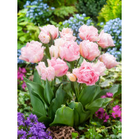 Tulipa ´Dreamer´ / Tulipán, bal. 5 ks, 12+
