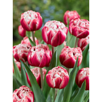 Tulipa ´Drumline´ / Tulipán, bal. 5 ks, 11/12