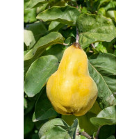 Cydora robusta VRANJA / Kdouloň, kdouloňMC, 100/120, C5