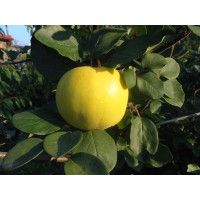 Cydora robusta RONDA  / Kdouloň jablečná, kdouloňMC