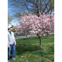 Prunus avium ´Kordia´ / Třešeň, Gisela 6