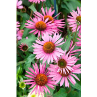 Echinacea purpurea ´Pica Bella´- Třapatka nachová, K14
