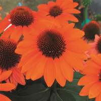 Echinacea ´Papallo Classic Orange´/ Třapatka, K9