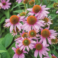 Echinacea ´Papallo Classic Rose´/ Třapatka, K9