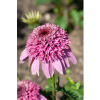 Echinacea 'Papallo Semi Double Pink'  / Třapatka nachová, K9