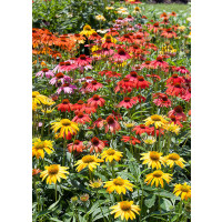 Echinacea 'Cheyenne Spirit' / Třapatka nachová , K9