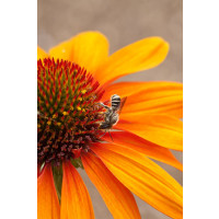 Echinacea 'Tiki Torch' / Třapatka nachová , K13