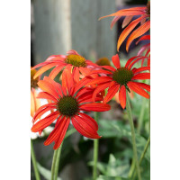 Echinacea 'Tomato Soup' / Třapatka nachová , K13