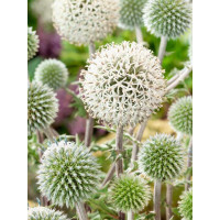 Echinops banaticus ´Star Frost´ / Bělotrn banatský, K9