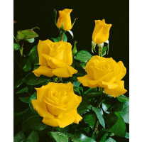 Rosa ´Casanova´ / Růže čajohybrid žlutá, keř, BK