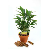 Elettaria cardamomum BIO / Kardamom pravý se skořic. aroma, 20-30 cm, K12