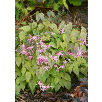 Epimedium rubrum ´Pretty in Pink´ / Škornice , C1,5