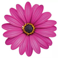 Osteospermum®Erato ´Compact Violet´ / Osteospermum, K7