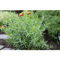Artemisia dracunculus BIO / Francouzský estragon, K12