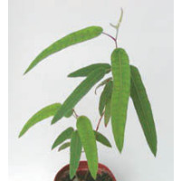 Eucalyptus citriodora / Blahovičník citrónový /Eukalyptus, K7