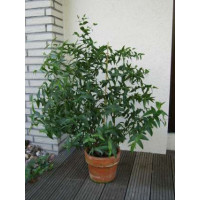 Eucalyptus citriodora / Blahovičník citrónový /Eukalyptus, K7