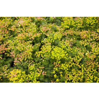 Euphorbia seguieriana ssp. Niciciana´ / Pryšec sivý, K9