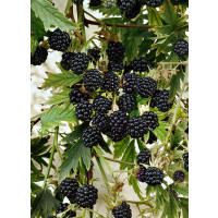 Rubus fruticosus ´Thorless Oregon´  / Ostružiník beztrný, K9