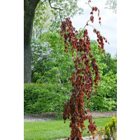 Fagus sylvatica ´Purpurea Pendula´ / Buk lesní převislý purpurově červený, 120-150 cm, C5