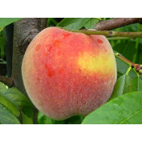 Prunus persica ´Fairhaven´ / Broskvoň, GF677