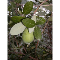 Feijoa sellowiana / Fejchoa / Aka ovocná, 30-50 cm, C5
