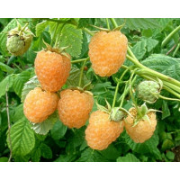 Rubus idaeus ´Fallgold´ / Malina žlutá, K9
