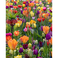 Směs tulipánů a hyacintů ´FESTIVAL OF COLOURS´ , bal. 100 ks, I, XXL