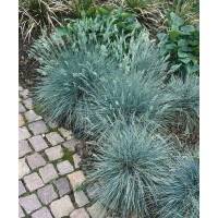 Festuca cinerea ´Eisvogel´ / Kostřava popelavá, K9