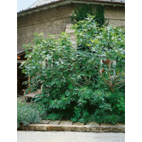 Ficus carica ´Turca´ / Černoplodý fíkovník, 100-120 cm, VK
