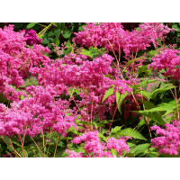 Filipendula purpurea ´Elegans´ / Tužebník nachový, C1,5