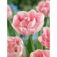 Tulipa ´Finola´ / Tulipán, bal. 7 ks, 11/12