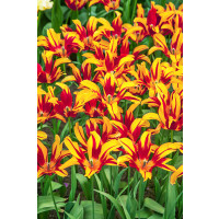 Tulipa ´Fire Wings´ / Tulipán, bal. 7 ks, 11/12