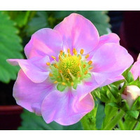 Fragaria ´Rosana® ´ / Stéleplodící jahodník s růžovými květy, K11