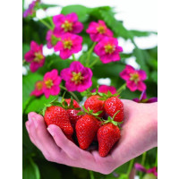 Fragaria ´Toscana® ´ / Stéleplodící jahodník s růžovými květy, K11
