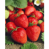 Fragaria ananassa ´Allegro´ / Jahoda raná, bal. 6 ks, 6xK7