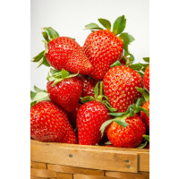 Fragaria ananassa ´Diamante´ / Stáleplodící jahoda, bal. 10 ks, VK