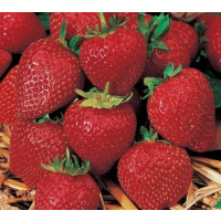 Fragaria ananassa ´Korona´ / Jahodník středně raný, bal. 6 ks, 6xK7