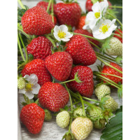 Fragaria ananassa ´Murano´ / Stáleplodící jahoda, bal. 10 ks, VK