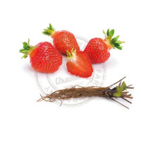 Fragaria ananassa ´Parlando´ / Jahodník, bal. 6 ks, 6x K7