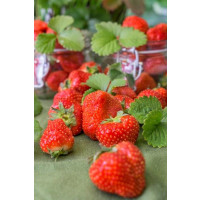 Fragaria ananassa ´Sunsation´(R) / Jahodník bal. 6 ks, 6xK7