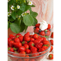 Fragaria ananassa ´Vivara´ / Stáleplodící jahoda, bal. 6 ks, 6xK7